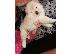 PoulaTo: ΔΙΑΘΕΣΙΜΑ LOVELY CHOW CHOW PUPPY